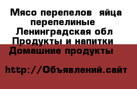 Мясо перепелов ,яйца перепелиные - Ленинградская обл. Продукты и напитки » Домашние продукты   